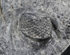 Large Drotops Trilobite With Great Eyes #41822-6